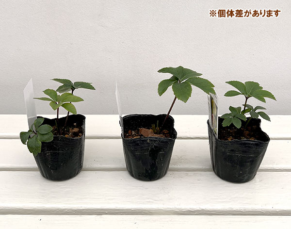 【お1人様1ポット】大和園さんのクリスマスローズ苗:25-10小輪セミダブルピコティー×小輪セミダブルピコティー3号ポット