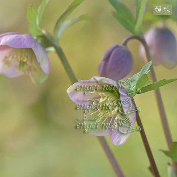 【お1人様1ポット】大和園さんのクリスマスローズ苗:25-11プルプラセンス交配×プルプラセンス交配3.5号ポット