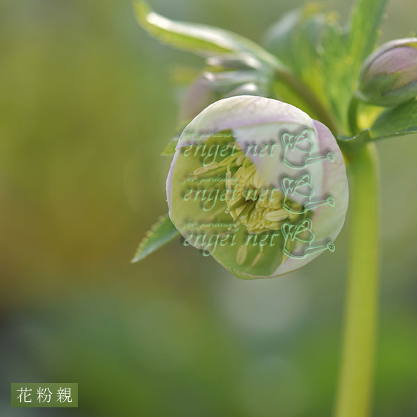 【お1人様1ポット】大和園さんのクリスマスローズ苗:25-11プルプラセンス交配×プルプラセンス交配3.5号ポット