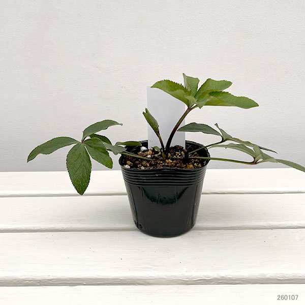 【お1人様1ポット】大和園さんのクリスマスローズ苗:25-11プルプラセンス交配×プルプラセンス交配3.5号ポット