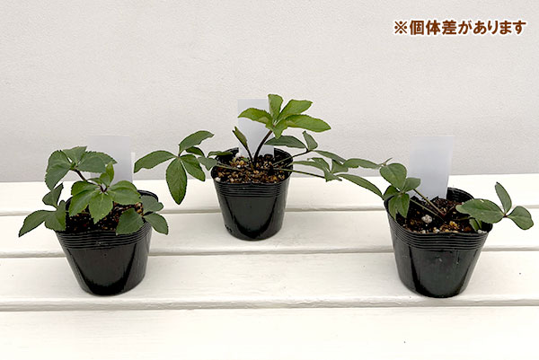 【お1人様1ポット】大和園さんのクリスマスローズ苗:25-11プルプラセンス交配×プルプラセンス交配3.5号ポット