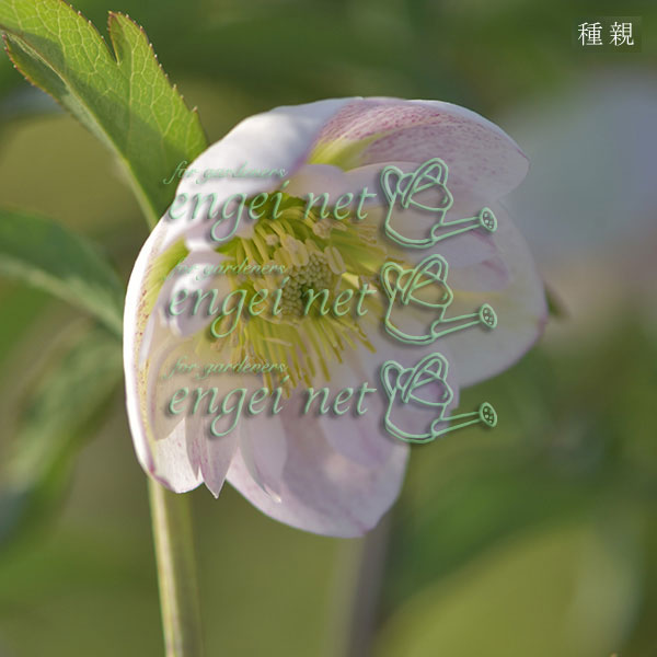 【お1人様1ポット】大和園さんのクリスマスローズ苗：25-12中輪フレックルキスカップ咲き×小輪フレックルキスｓｄ3号ポット