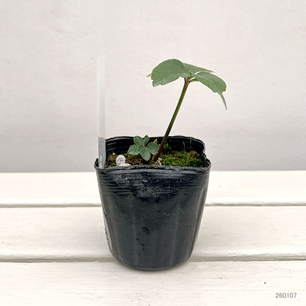 【お1人様1ポット】大和園さんのクリスマスローズ苗：25-12中輪フレックルキスカップ咲き×小輪フレックルキスｓｄ3号ポット