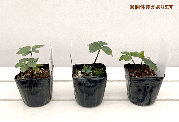 【お1人様1ポット】大和園さんのクリスマスローズ苗：25-12中輪フレックルキスカップ咲き×小輪フレックルキスｓｄ3号ポット