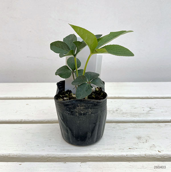 【お1人様1ポット】大和園さんのクリスマスローズ苗:25-12中輪フレックルキスカップ咲き×小輪フレックルキスsd3号ポット