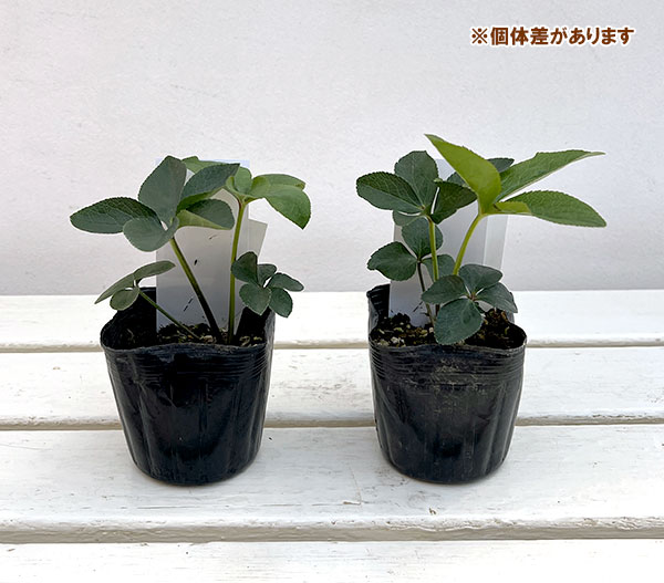 【お1人様1ポット】大和園さんのクリスマスローズ苗:25-12中輪フレックルキスカップ咲き×小輪フレックルキスsd3号ポット