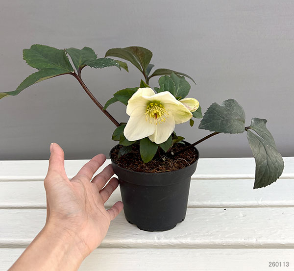 クリスマスローズ：*HGC Ice N’roses 氷の薔薇 ホワイト4.5号ポット