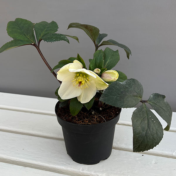 クリスマスローズ：*HGC Ice N’roses 氷の薔薇 ホワイト4.5号ポット