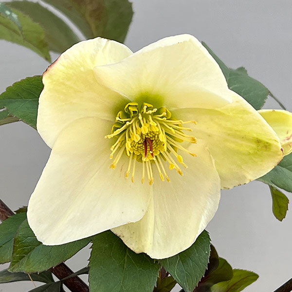 クリスマスローズ：*HGC Ice N’roses 氷の薔薇 ホワイト4.5号ポット