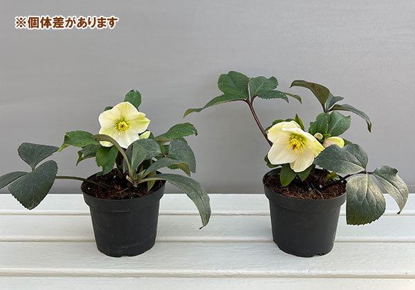 クリスマスローズ：*HGC Ice N’roses 氷の薔薇 ホワイト4.5号ポット