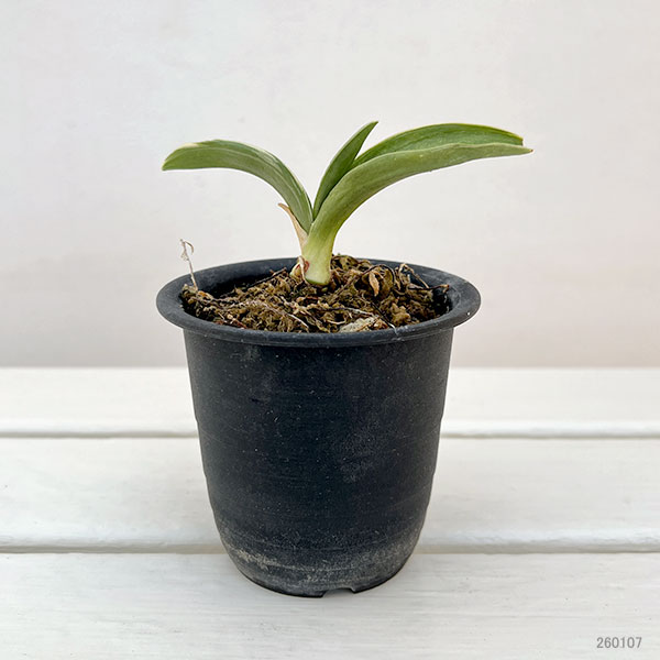 オモト（万年青）：お多福3号プラ鉢植え【現品販売263637】