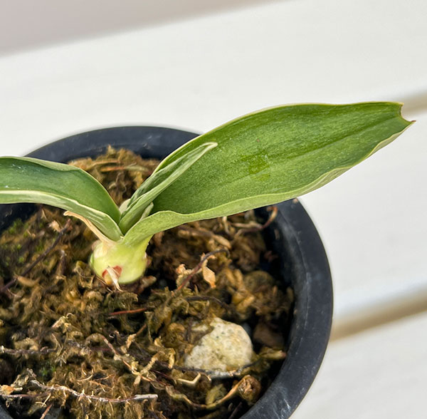 オモト（万年青）：お多福3号プラ鉢植え【現品販売263637】