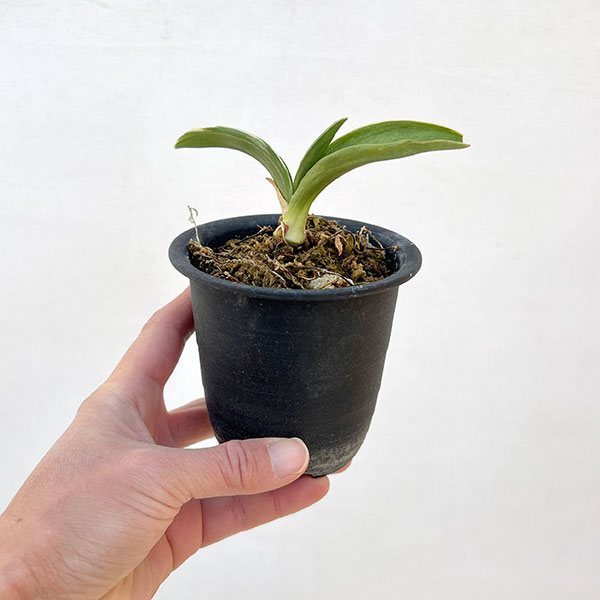 オモト（万年青）：お多福3号プラ鉢植え【現品販売263637】