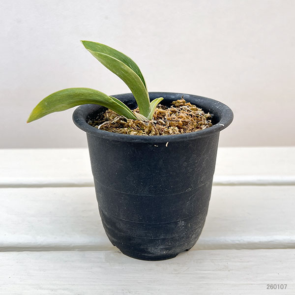 （わけあり特価）オモト（万年青）：お多福3号プラ鉢植え【現品販売263638】