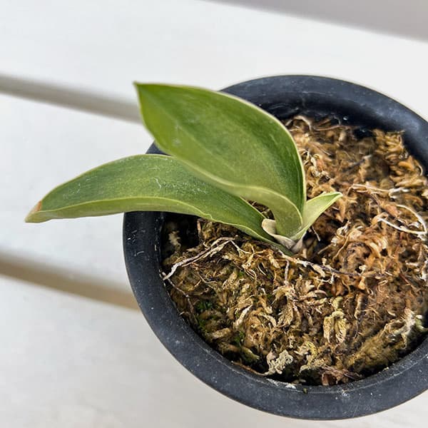 （わけあり特価）オモト（万年青）：お多福3号プラ鉢植え【現品販売263638】