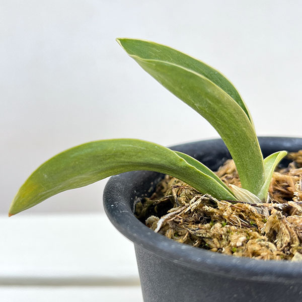 （わけあり特価）オモト（万年青）：お多福3号プラ鉢植え【現品販売263638】