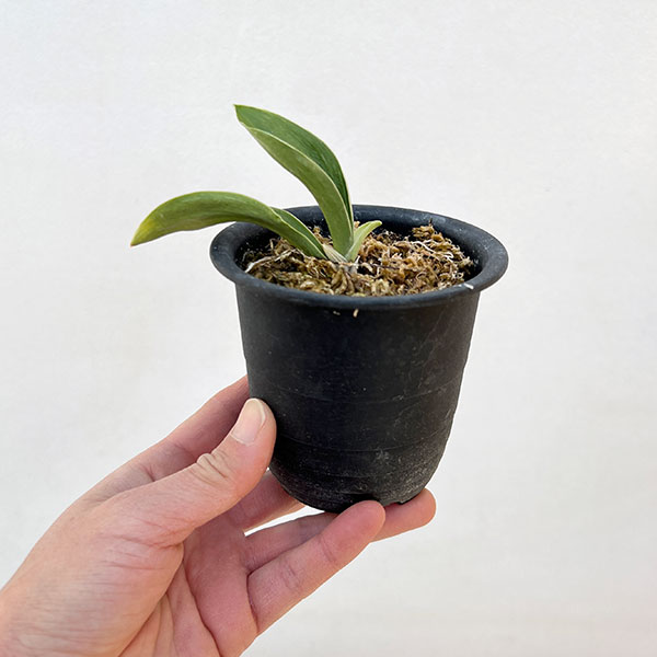 （わけあり特価）オモト（万年青）：お多福3号プラ鉢植え【現品販売263638】