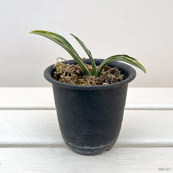 オモト（万年青）：剣舞3号プラ鉢植え【現品販売263639】