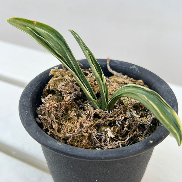 オモト（万年青）：剣舞3号プラ鉢植え【現品販売263639】