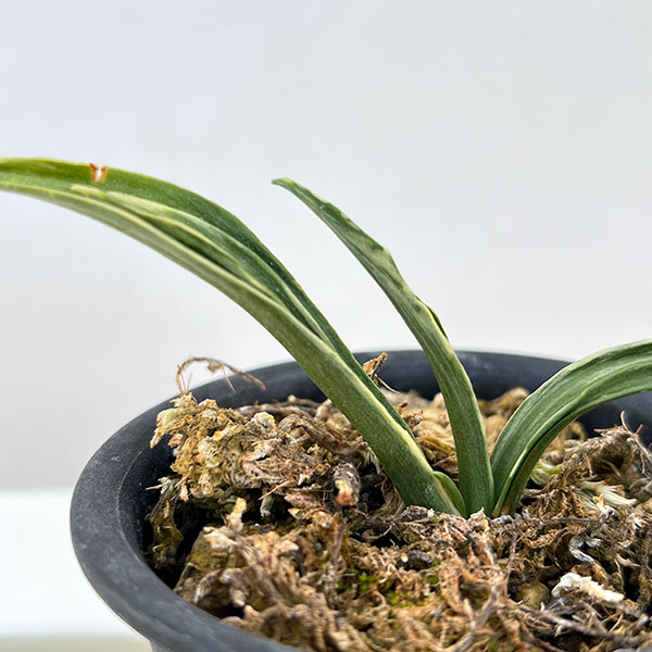 オモト（万年青）：剣舞3号プラ鉢植え【現品販売263639】