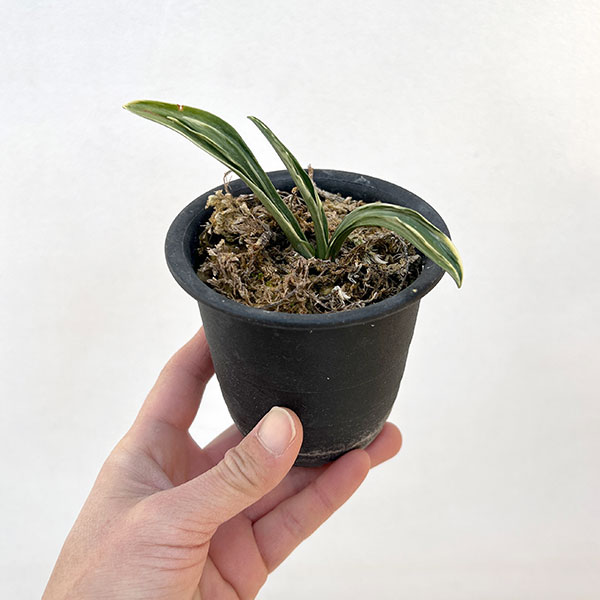 オモト（万年青）：剣舞3号プラ鉢植え【現品販売263639】