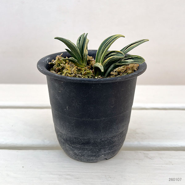 オモト（万年青）：瑞泉3号プラ鉢植え【現品販売263640】