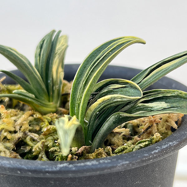 オモト（万年青）：瑞泉3号プラ鉢植え【現品販売263640】