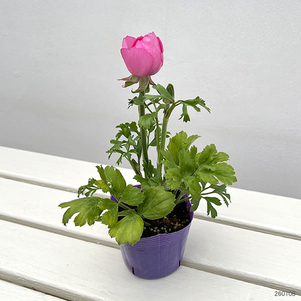 ラナンキュラス：マシェ・ピンク3.5号ポット