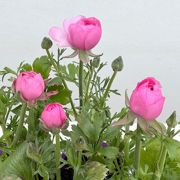 ラナンキュラス：マシェ・ピンク3.5号ポット