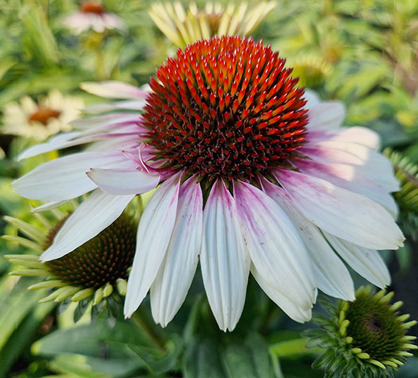 エキナセア：チェリーオンアイス3.5-4号ポット