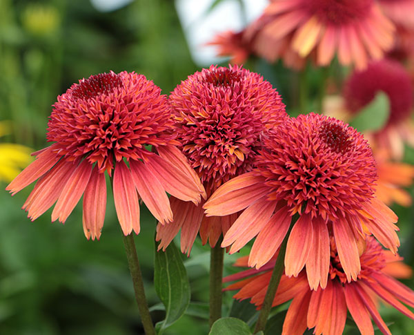 エキナセア:キャロットケーキ 4号ポット