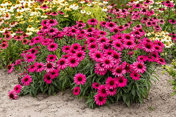 エキナセア:ワイルドロマンス3.5-4号ポット