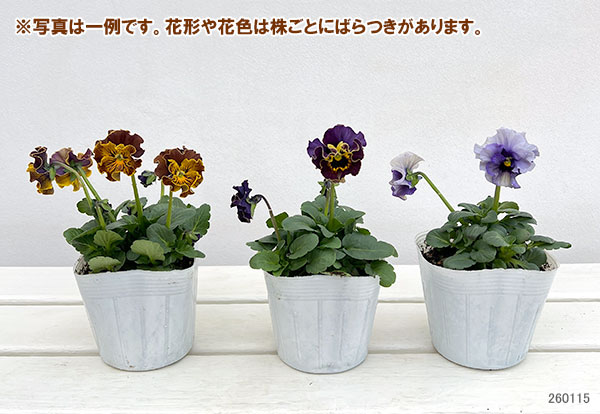 パンジー：フェデネージュ　ムーンライト 3-3.5号ポット