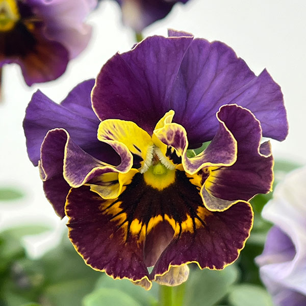 パンジー：フェデネージュ　ムーンライト 3-3.5号ポット