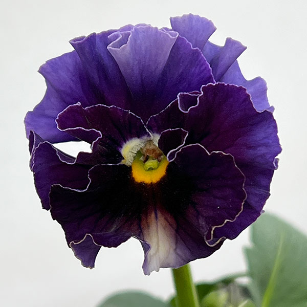 パンジー：フェデネージュ　ムーンライト 3-3.5号ポット