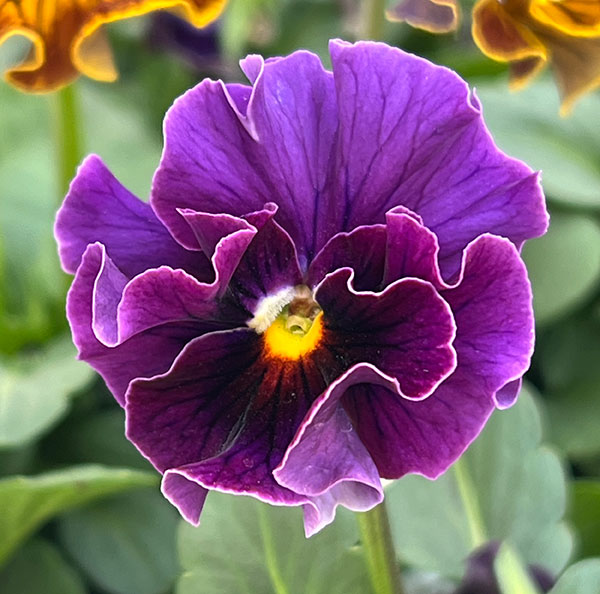 パンジー：フェデネージュ　ムーンライト 3-3.5号ポット