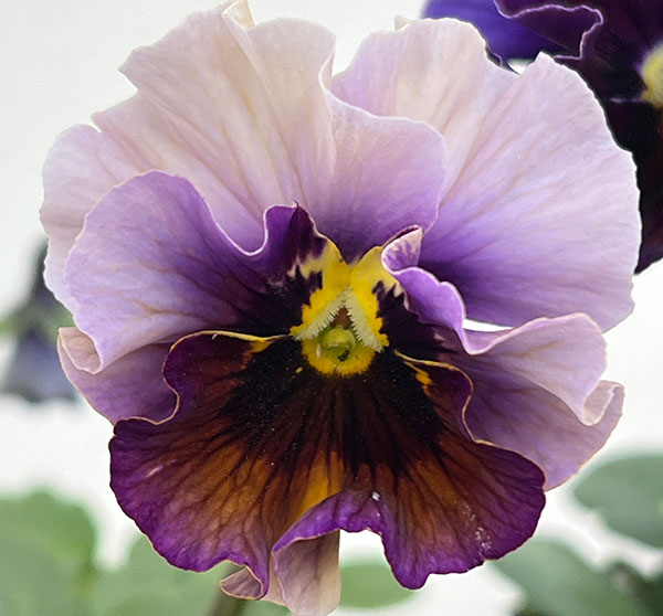 パンジー：フェデネージュ　ムーンライト 3-3.5号ポット