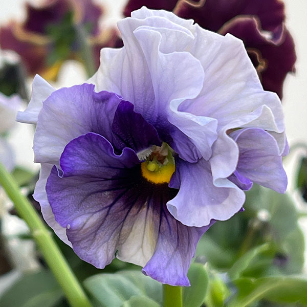 パンジー：フェデネージュ　ムーンライト 3-3.5号ポット