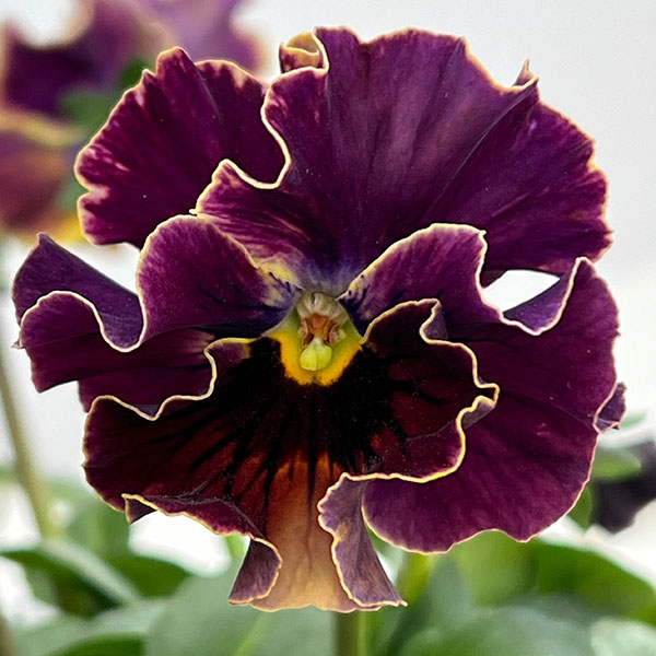 パンジー：フェデネージュ　ムーンライト 3-3.5号ポット