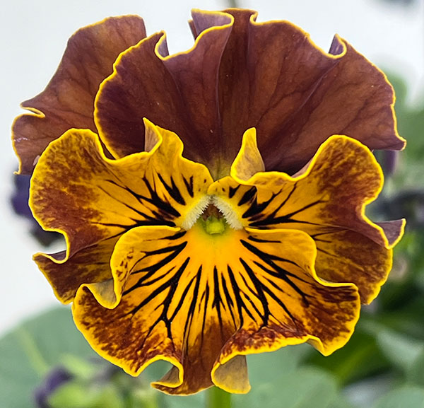 パンジー：フェデネージュ　ムーンライト 3-3.5号ポット