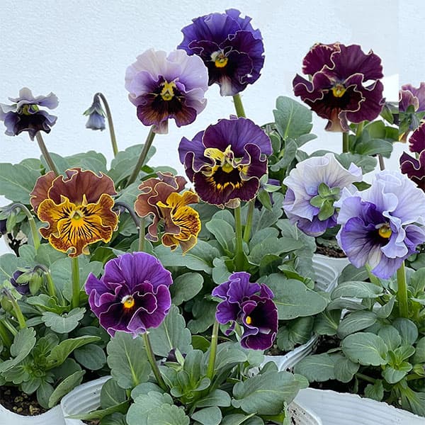 パンジー：フェデネージュ　ムーンライト 3-3.5号ポット