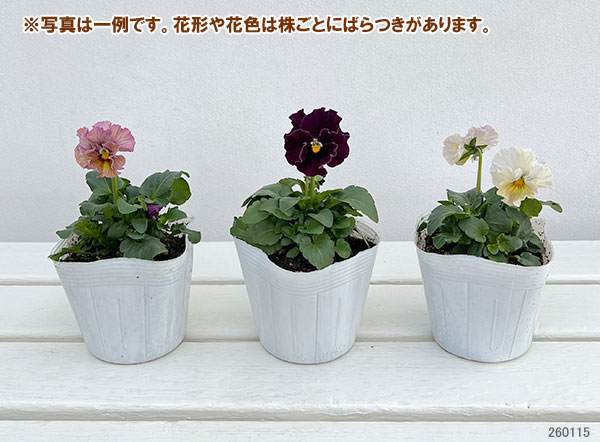 パンジー：フェデネージュ　クリームピンク3-3.5号ポット 3株セット