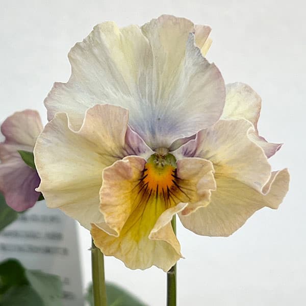 パンジー：フェデネージュ　クリームピンク3-3.5号ポット 3株セット