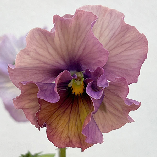 パンジー：フェデネージュ　クリームピンク3-3.5号ポット 3株セット