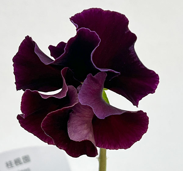 パンジー：フェデネージュ　クリームピンク3-3.5号ポット 3株セット