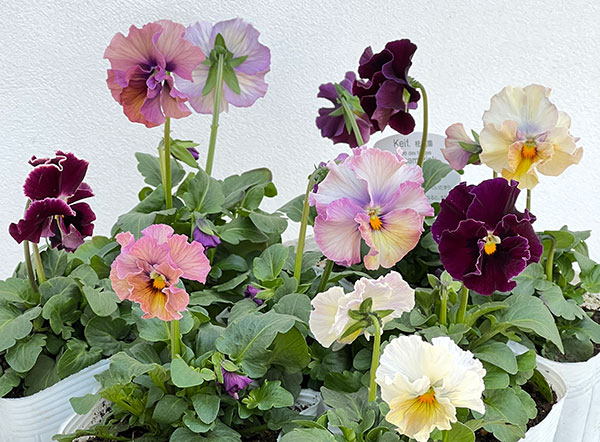 パンジー：フェデネージュ　クリームピンク3-3.5号ポット 3株セット