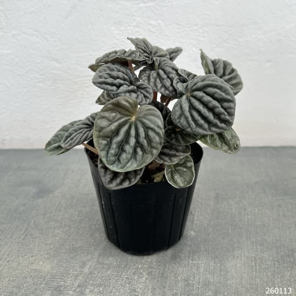 ぺぺロミア ：sp.グレー（カペラータ系）3号ポット
