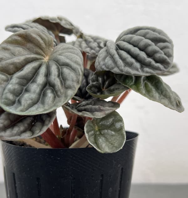 ぺぺロミア ：sp.グレー（カペラータ系）3号ポット