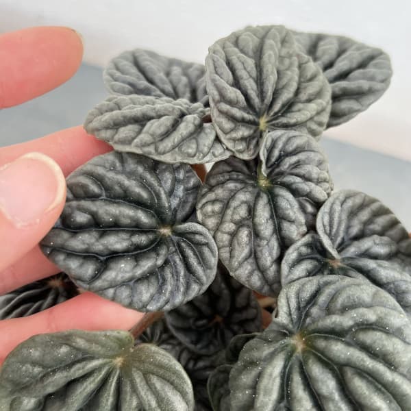 ぺぺロミア ：sp.グレー（カペラータ系）3号ポット