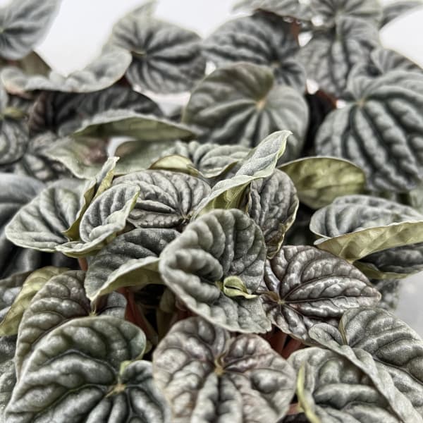 ぺぺロミア ：sp.グレー（カペラータ系）3号ポット